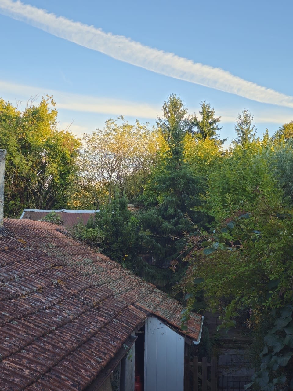 Rooftop and treetops